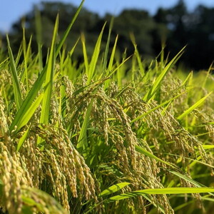お米屋が厳選した 農家単一の茨城県産 ミルキークイーン 5kg ※離島への配送不可 ※2026年1月下旬～8月下旬頃に順次発送予定