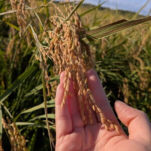 お米屋が厳選した 農家単一の茨城県産 ミルキークイーン 5kg ※離島への配送不可 ※2026年1月下旬～8月下旬頃に順次発送予定
