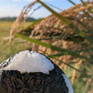 お米屋が厳選した 農家単一の茨城県産 ミルキークイーン 5kg ※離島への配送不可 ※2026年1月下旬～8月下旬頃に順次発送予定