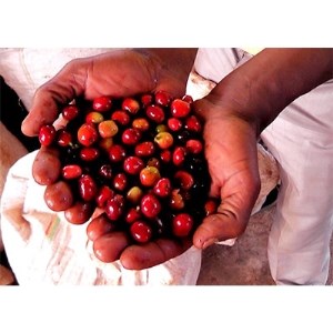 ＜ふるさとコーヒー＞つちうらブレンド&エチオピアゲイシャ飲み比べセット＜粉＞※離島への配送不可