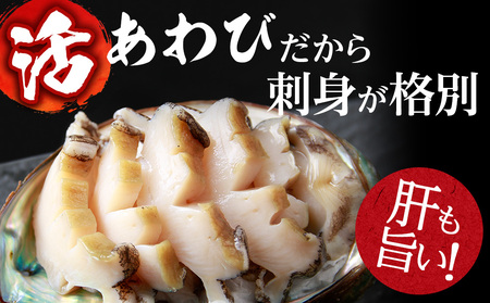 【2026年10月以降発送】活あわび 1kg 木古内産