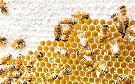 季節で移ろう田舎はちみつ3種ギフトセット[結蜜 Musubi-R3] 【茨城県共通返礼品／五霞町】 生ハチミツ 非加熱 茨城県産 ※着日指定不可 _EY03