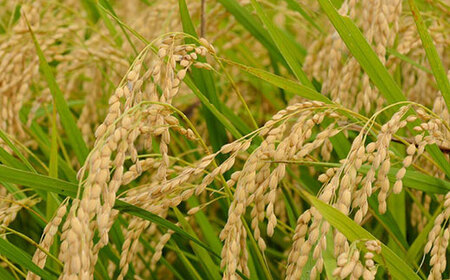 BI73_米農家の無添加 玄米ごはん 雑穀米ブレンド 6個セット ※着日指定不可