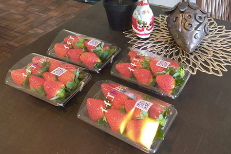 早く見つけて～！！甘い！美味しい！と巷で噂の苺をいっぱい食べてる人程食べてほしい&hearts; やよいひめ260g×4パック ※北海道・沖縄・離島への配送不可 ※2025年12月下旬頃より順次発送予定 _FE02