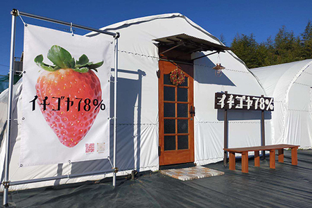 早く見つけて～！！甘い！美味しい！と巷で噂の苺をいっぱい食べてる人程食べてほしい&hearts; とちおとめ260g×2＆やよいひめ260g×2 ※北海道・沖縄・離島への配送不可 ※2025年12月下旬頃より順次発送予定 _FE03