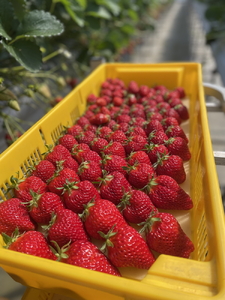 完熟うまいちごデラックス 9粒入｜いちご イチゴ 苺 フルーツ 果物 国産 茨城県産 完熟 甘い おいしい ギフト 贈答 贈り物 プレゼント お祝い ご褒美 家庭用 記念日 景品  ※2026年1月中旬～3月下旬頃に順次発送予定 _FR01