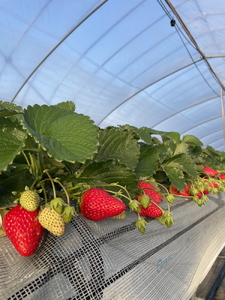 完熟うまいちごデラックス 9粒入｜いちご イチゴ 苺 フルーツ 果物 国産 茨城県産 完熟 甘い おいしい ギフト 贈答 贈り物 プレゼント お祝い ご褒美 家庭用 記念日 景品  ※2026年1月中旬～3月下旬頃に順次発送予定 _FR01