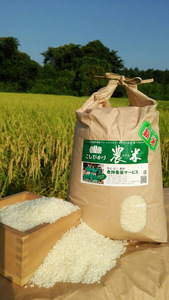 【令和7年産】【新米】古河市産 コシヒカリ15kg【倉持農園】 | 米 こめ コメ こしひかり 国産 単一米 15キロ 茨城県産 古河市 _AN02 ※2025年11月上旬頃より順次発送予定