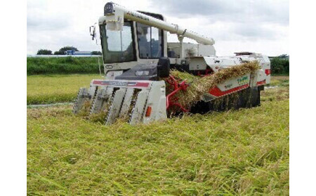 【令和7年産】【新米】古河市産 コシヒカリ15kg【倉持農園】 | 米 こめ コメ こしひかり 国産 単一米 15キロ 茨城県産 古河市 _AN02 ※2025年11月上旬頃より順次発送予定