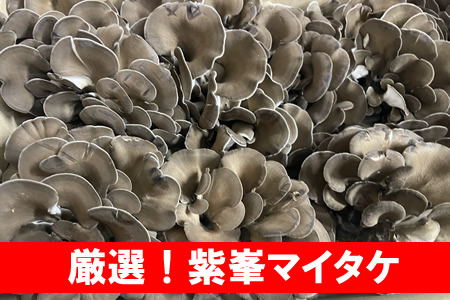 【特選・厳選・新鮮】紫峯舞茸（マイタケ）約1kg（箱入り） ※離島への配送不可 ※着日指定不可 _CZ84