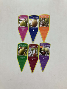 オリーブ コレッジョラ6号 ※離島への配送不可 _BZ08