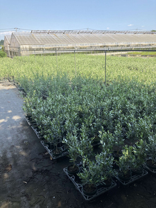 オリーブ チプレッシーノ6号 ※離島への配送不可 _BZ10