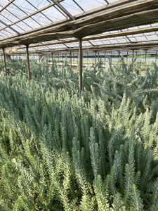 アカシア　ブルーブッシュ8号 ※離島への配送不可 _BZ19