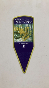 アカシア　ブルーブッシュ8号 ※離島への配送不可 _BZ19