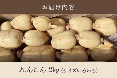 れんこん 2kg (サイズいろいろ) 蓮根 レンコン 国産 野菜 旬 根菜 料理 産地直送 産直 送料無料 いばらきみどり認定取得 (A23-001)