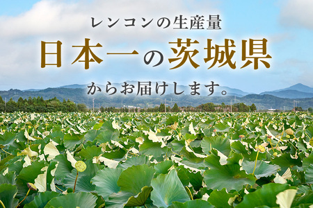 れんこん 1kg (サイズいろいろ) 蓮根 レンコン 国産 野菜 旬 根菜 料理 産地直送 産直 送料無料 いばらきみどり認定取得 (A23-002)