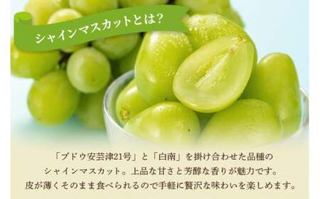 【 2026年 先行予約 】 シャインマスカット 650～750g 石田ぶどう園 1房 種なし ぶどう ブドウ 国産 果物 くだもの 大粒 葡萄 種無し フルーツ 9月 10月 発送 秋 旬 品種 茨城県産 産地直送 産直 農家直送 冷蔵 茨城県 石岡市 (A02-006)