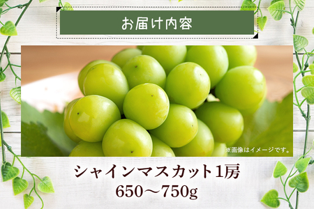【 2026年 先行予約 】 シャインマスカット 650～750g 石田ぶどう園 1房 種なし ぶどう ブドウ 国産 果物 くだもの 大粒 葡萄 種無し フルーツ 9月 10月 発送 秋 旬 品種 茨城県産 産地直送 産直 農家直送 冷蔵 茨城県 石岡市 (A02-006)