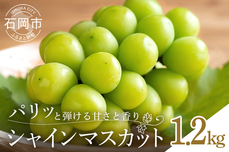 【 2026年 先行予約 】 シャインマスカット1.2kg 石田ぶどう園 2～3房 種なし ぶどう ブドウ 国産 果物 くだもの 大粒 葡萄 種無し フルーツ 1.2キロ 1kg 以上 9月 10月 発送 秋 旬 品種 茨城県産 産地直送 産直 農家直送 冷蔵 茨城県 石岡市 (A02-007)