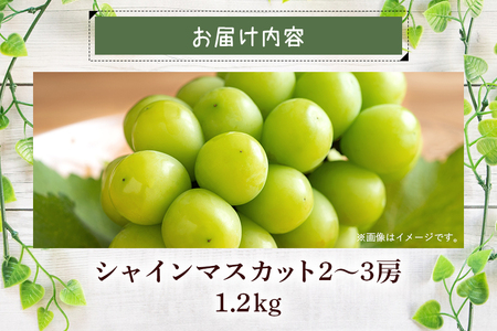 【 2026年 先行予約 】 シャインマスカット1.2kg 石田ぶどう園 2～3房 種なし ぶどう ブドウ 国産 果物 くだもの 大粒 葡萄 種無し フルーツ 1.2キロ 1kg 以上 9月 10月 発送 秋 旬 品種 茨城県産 産地直送 産直 農家直送 冷蔵 茨城県 石岡市 (A02-007)