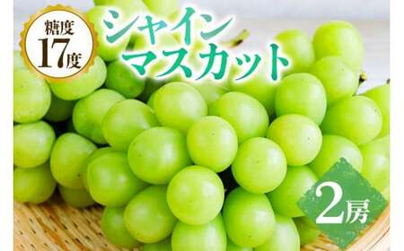【 2026年 先行予約 】 シャインマスカット 2房 糖度 17度以上 久家ぶどう園 約 1.4kg ～ 1.5kg ぶどう ブドウ 有機 肥料 ハウス 栽培 果物 葡萄 フルーツ 9月 10月 発送 秋 旬 品種 茨城県産 産地直送 産直 農家直送 冷蔵 茨城県 石岡市 (A04-005)