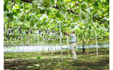 【 2026年 先行予約 】 シャインマスカット 2房 糖度 17度以上 久家ぶどう園 約 1.4kg ～ 1.5kg ぶどう ブドウ 有機 肥料 ハウス 栽培 果物 葡萄 フルーツ 9月 10月 発送 秋 旬 品種 茨城県産 産地直送 産直 農家直送 冷蔵 茨城県 石岡市 (A04-005)