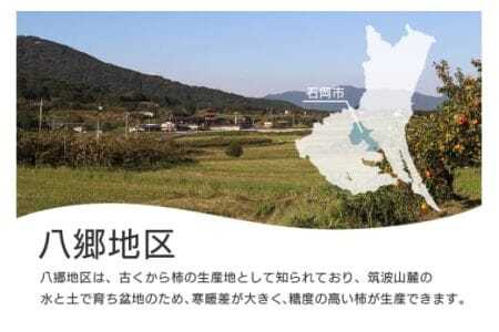 【 2026年 先行予約 】 貴秋柿 2L 12玉 （鈴木柿園） 柿 甘い柿 糖度高い 貴秋かき 大玉 カキ 甘い 果物 フルーツ くだもの カキ 貴秋かき 秋 旬 甘柿 贈答用 贈答品 ギフト 贈り物 品種 ブランド 10月 11月 発送 産地直送 農家直送 産直 茨城県 石岡市 (A08-004)