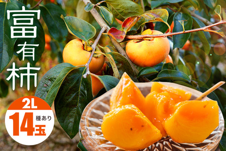  富有柿 2L 14玉 1段箱 坂川果樹園 柿 甘い柿 かき 富有カキ 甘い 果物 フルーツ くだもの カキ 富有かき 秋 旬 甘柿 糖度 贈答用 贈答品 ギフト 贈り物 品種 ブランド 11月 12月 発送 産地直送 農家直送 産直 茨城県 石岡市 (A20-001)