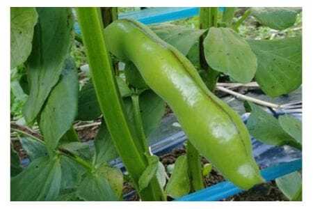 ソラマメ 4kg そら豆 空豆 産地直送 野菜 冷蔵便 新鮮 国産 茨城県産 季節限定 フレッシュ ベジタブル 豆 まめ そらまめ 農園直送 国産 家庭用 ギフト おつまみ 茨城県 石岡市 (A33-001)