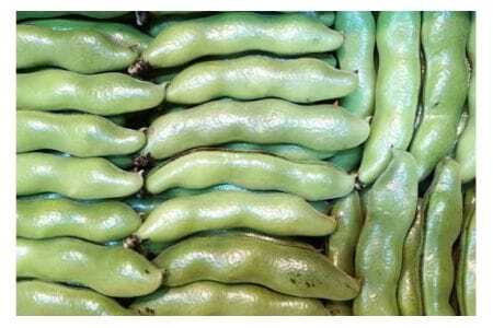 ソラマメ 4kg そら豆 空豆 産地直送 野菜 冷蔵便 新鮮 国産 茨城県産 季節限定 フレッシュ ベジタブル 豆 まめ そらまめ 農園直送 国産 家庭用 ギフト おつまみ 茨城県 石岡市 (A33-001)