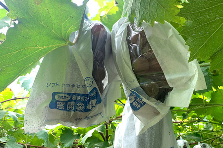 【 2026年 先行予約 】 シャインマスカット ＆ 巨峰 （種あり）セット 合計 2kg 開田ぶどう園 ぶどう ブドウ 国産 果物 くだもの 葡萄 フルーツ セット ギフト 2キロ 9月 発送 夏 秋 旬 産地直送 産直 農家直送 冷蔵 茨城県 石岡市 (A01-008)