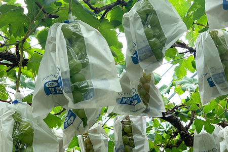 【 2026年 先行予約 】 シャインマスカット ＆ 巨峰 （種あり）セット 合計 2kg 開田ぶどう園 ぶどう ブドウ 国産 果物 くだもの 葡萄 フルーツ セット ギフト 2キロ 9月 発送 夏 秋 旬 産地直送 産直 農家直送 冷蔵 茨城県 石岡市 (A01-008)