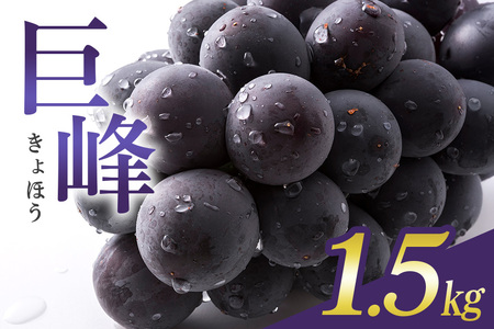 【 2026年 先行予約 】 巨峰 1.5kg ( 種あり ) 石田ぶどう園 4房 ~ 7房 国産 ぶどう ブドウ 果物 くだもの 葡萄 フルーツ 1.5キロ 9月 10月 発送 秋 旬 品種 茨城県産 産地直送 産直 農家直送 冷蔵 茨城県 石岡市 (A02-001)