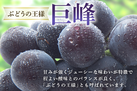 【 2026年 先行予約 】 巨峰 1.5kg ( 種あり ) 石田ぶどう園 4房 ~ 7房 国産 ぶどう ブドウ 果物 くだもの 葡萄 フルーツ 1.5キロ 9月 10月 発送 秋 旬 品種 茨城県産 産地直送 産直 農家直送 冷蔵 茨城県 石岡市 (A02-001)