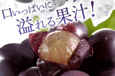 【 2026年 先行予約 】 巨峰 1.5kg ( 種あり ) 石田ぶどう園 4房 ~ 7房 国産 ぶどう ブドウ 果物 くだもの 葡萄 フルーツ 1.5キロ 9月 10月 発送 秋 旬 品種 茨城県産 産地直送 産直 農家直送 冷蔵 茨城県 石岡市 (A02-001)