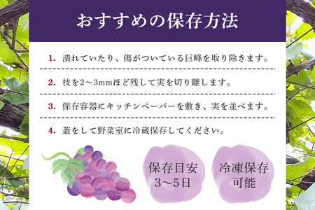 【 2026年 先行予約 】 巨峰 1.5kg ( 種あり ) 石田ぶどう園 4房 ~ 7房 国産 ぶどう ブドウ 果物 くだもの 葡萄 フルーツ 1.5キロ 9月 10月 発送 秋 旬 品種 茨城県産 産地直送 産直 農家直送 冷蔵 茨城県 石岡市 (A02-001)