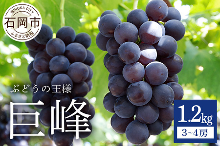 【 2026年 先行予約 】 巨峰 1.2kg ( 種あり ) 鈴木ぶどう園 3房 ～ 4房 ぶどう ブドウ 国産 果物 くだもの 葡萄 フルーツ 1.2キロ 8月 下旬 9月 10月 発送 夏 秋 旬 品種 茨城県産 産地直送 産直 農家直送 冷蔵 茨城県 石岡市 (A07-001)