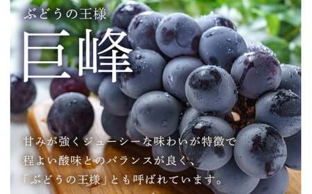 【 2026年 先行予約 】 巨峰 1.2kg ( 種あり ) 鈴木ぶどう園 3房 ～ 4房 ぶどう ブドウ 国産 果物 くだもの 葡萄 フルーツ 1.2キロ 8月 下旬 9月 10月 発送 夏 秋 旬 品種 茨城県産 産地直送 産直 農家直送 冷蔵 茨城県 石岡市 (A07-001)