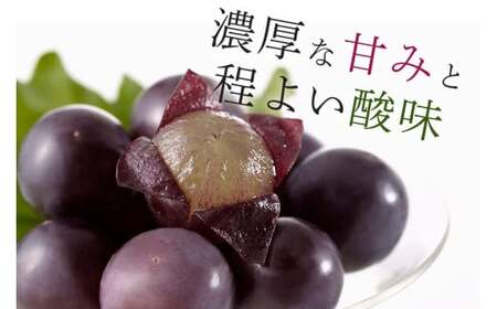 【 2026年 先行予約 】 巨峰 1.2kg ( 種あり ) 鈴木ぶどう園 3房 ～ 4房 ぶどう ブドウ 国産 果物 くだもの 葡萄 フルーツ 1.2キロ 8月 下旬 9月 10月 発送 夏 秋 旬 品種 茨城県産 産地直送 産直 農家直送 冷蔵 茨城県 石岡市 (A07-001)