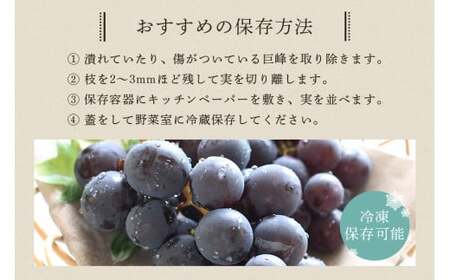 【 2026年 先行予約 】 巨峰 1.2kg ( 種あり ) 鈴木ぶどう園 3房 ～ 4房 ぶどう ブドウ 国産 果物 くだもの 葡萄 フルーツ 1.2キロ 8月 下旬 9月 10月 発送 夏 秋 旬 品種 茨城県産 産地直送 産直 農家直送 冷蔵 茨城県 石岡市 (A07-001)
