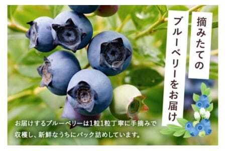 【 2026年 先行予約 】元気に育った ブルーベリー 600g 生 ( 300g 2パック ) 農薬 栽培期間中 不使用 果物 フルーツ 新鮮 手摘み 国産 産地直送 農家直送 産直 個包装 小分け くだもの スムージー ジャム ヨーグルト デザート 茨城 茨城県 石岡市 (A11-001)