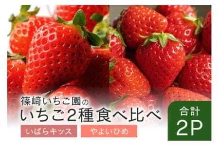 【2026年先行予約】いばらキッス1P＆やよいひめ1P 期間限定 数量限定 甘い 大きい イチゴ 春 苺 旬 フルーツ 果物 デザート ギフト 贈答用 国産 採れたて 新鮮 いちご 産地直送 茨城県 石岡市 (A32-010)