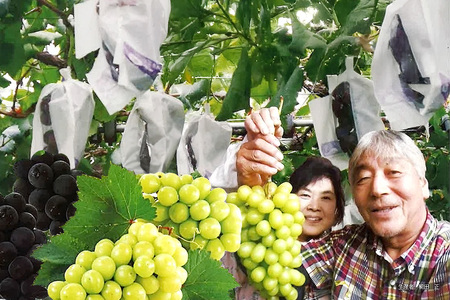 【2026年先行予約】ピオーネ1.2kg ぶどう ブドウ 葡萄 果物 くだもの フルーツ A01-017