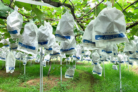 【2026年先行予約】ピオーネ1.2kg ぶどう ブドウ 葡萄 果物 くだもの フルーツ A01-017