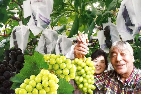 ピオーネ2kg ぶどう ブドウ 葡萄 果物 くだもの フルーツ A01-018