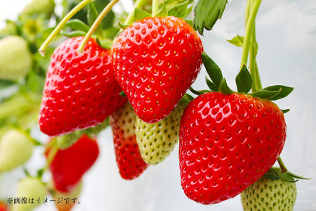 特選12玉　いばらキッス いちご イチゴ フルーツ 果物 茨城県 石岡市 A32-018