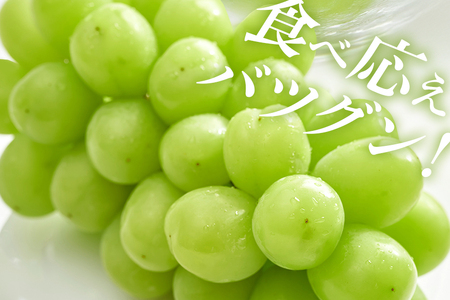 【2026年先行予約】石岡市産 シャインマスカット 500～550g 2房 果物 フルーツ くだもの 茨城県 石岡市【FN-Limited-SP】A38-004