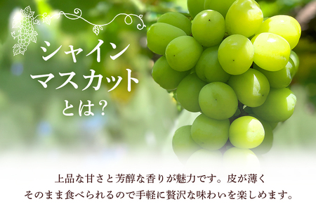 【2026年先行予約】石岡市産 シャインマスカット 500～550g 2房 果物 フルーツ くだもの 茨城県 石岡市【FN-Limited-SP】A38-004