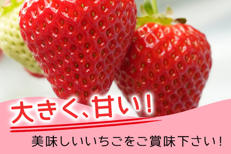 【2026年先行予約】デラックスパック いばらキッス 2p いちご イチゴ 苺 果物 フルーツ くだもの 茨城県 石岡市 A32-021