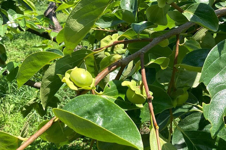 【2026年先行予約】富有柿 2L 12玉（1段） 柿 カキ かき フルーツ 果物 くだもの 産地直送 茨城県 石岡市 A44-002